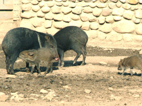 Смотреть фото Ошейниковый пекари Фото Ошейниковый пекари