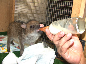 Смотреть фото Ошейниковый пекари Фото Ошейниковый пекари