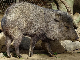 Смотреть фото Ошейниковый пекари Фото Ошейниковый пекари