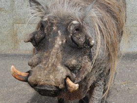 Смотреть фото Пустынный бородавочник Фото Пустынный бородавочник