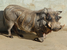 Смотреть фото Пустынный бородавочник Фото Пустынный бородавочник