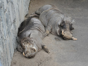 Смотреть фото Пустынный бородавочник Фото Пустынный бородавочник