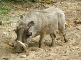 Фото Африканский бородавочник