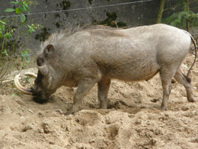 Фото Африканский бородавочник