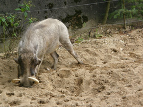 Фото Африканский бородавочник