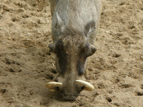 Фото Африканский бородавочник