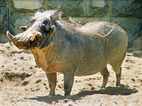 Смотреть фото Бородавочник: чудо-юдо из саванны Фото Бородавочник: чудо-юдо из саванны