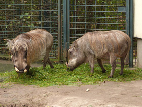 Смотреть фото Бородавочник: чудо-юдо из саванны Фото Бородавочник: чудо-юдо из саванны