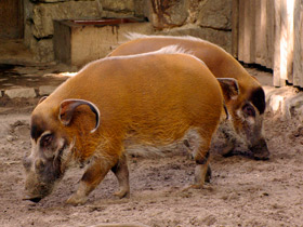 Смотреть фото Кистеухая речная свинья: апельсиновая хрюшка Фото Кистеухая речная свинья: апельсиновая хрюшка