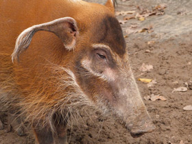 Смотреть фото Кистеухая речная свинья: апельсиновая хрюшка Фото Кистеухая речная свинья: апельсиновая хрюшка