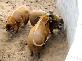 Смотреть фото Кистеухая речная свинья: апельсиновая хрюшка Фото Кистеухая речная свинья: апельсиновая хрюшка