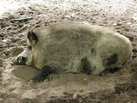 Смотреть фото Кабан Фото Кабан