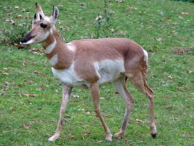 Смотреть фото Вилорог Фото Вилорог