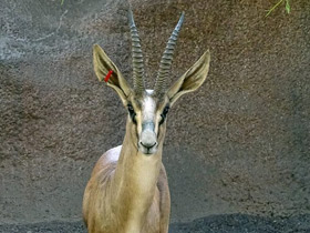 Смотреть фото Газель Кювье Фото Газель Кювье