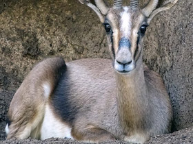 Смотреть фото Газель Кювье Фото Газель Кювье