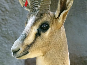 Смотреть фото Газель Кювье Фото Газель Кювье