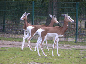 Смотреть фото Мхоррская газель Фото Мхоррская газель