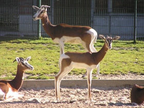 Смотреть фото Мхоррская газель Фото Мхоррская газель