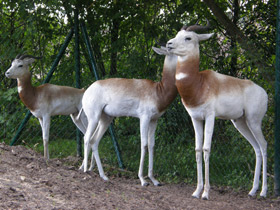 Фото Газель-дама