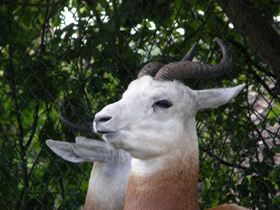 Фото Газель-дама