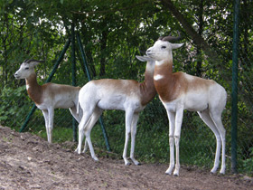 Фото Газель-дама