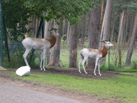 Фото Газель-дама