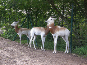 Фото Газель-дама