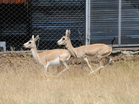 Смотреть фото Газель Гранта Фото Газель Гранта