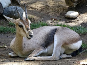 Смотреть фото Газель Спика Фото Газель Спика