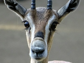 Смотреть фото Газель Спика Фото Газель Спика