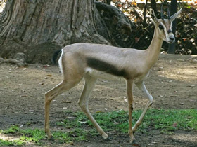 Смотреть фото Газель Спика Фото Газель Спика