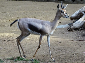 Смотреть фото Газель Спика Фото Газель Спика