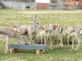 Фото Джейран