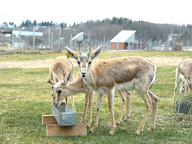Фото Джейран
