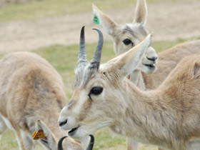 Фото Джейран