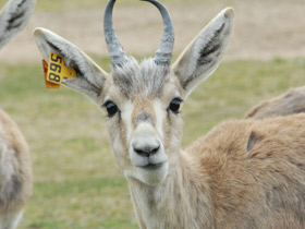 Фото Джейран