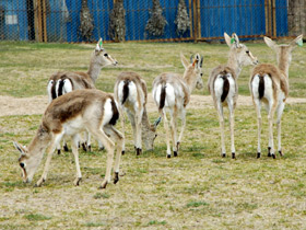 Фото Джейран