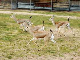 Фото Джейран