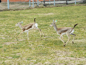 Фото Джейран