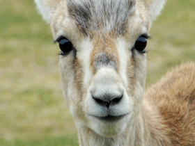 Джейран Джейран