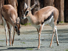 Смотреть фото Газель Томсона Фото Газель Томсона