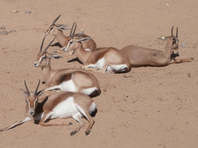 Фото Газель-доркас