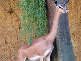 Фото Геренук