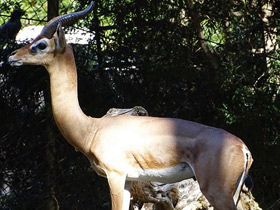 Фото Геренук