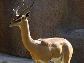 Фото Геренук