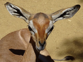 Фото Геренук