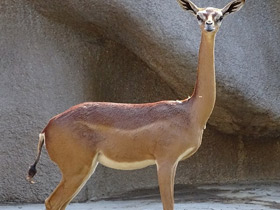 Фото Геренук