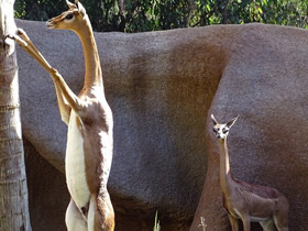 Фото Геренук