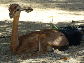 Фото Геренук