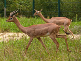 Фото Геренук